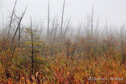 Blighted Forest In Fog_08563.jpg - Photographed near Carleton Place, Ontario, Canada.